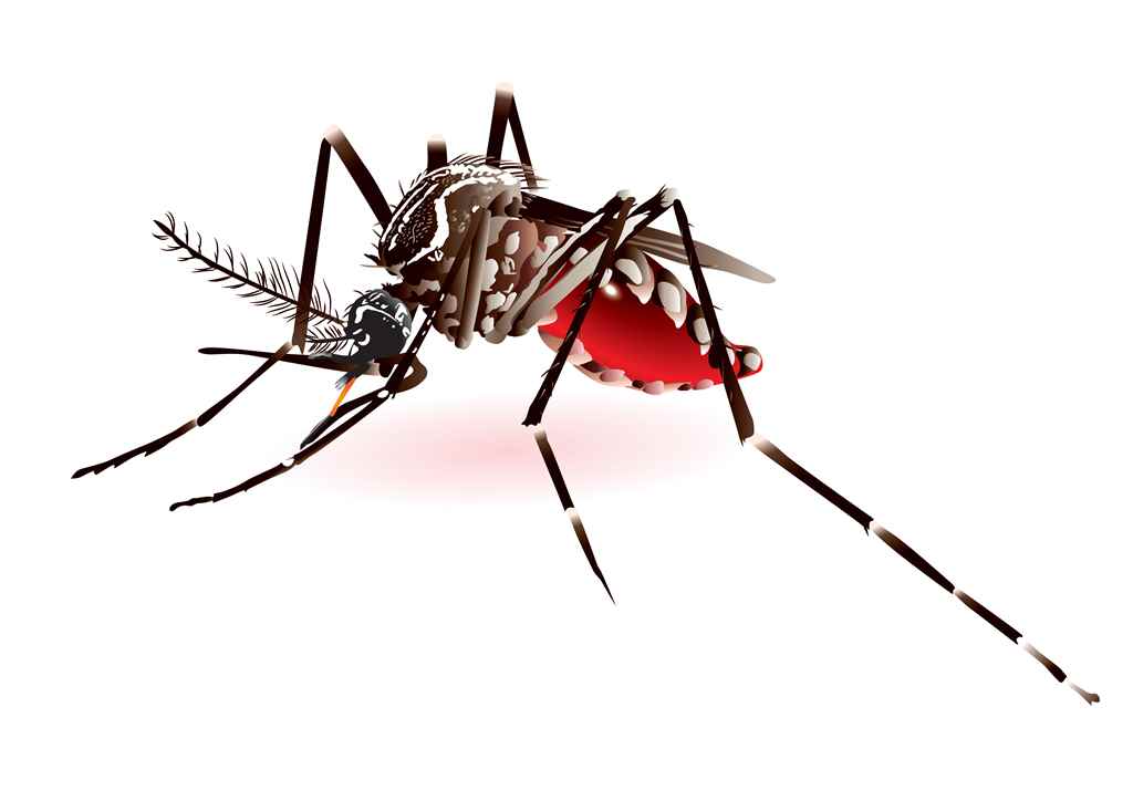 Mosquito